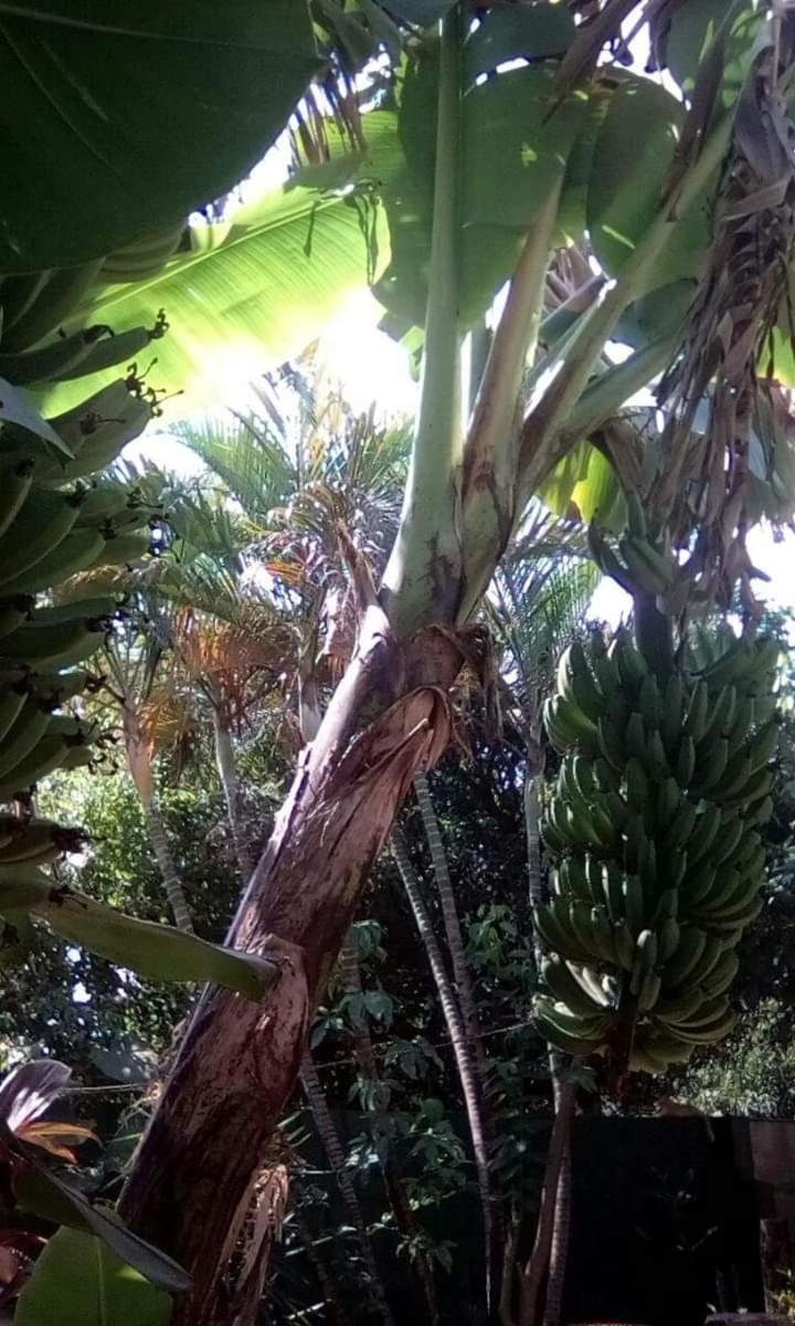 Posada María Iguazú Puerto Iguazú Exterior foto